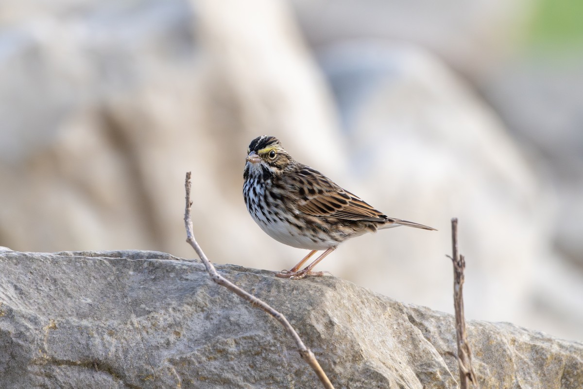 Savannah Sparrow - ML642491452