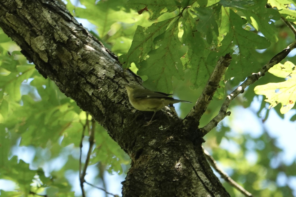 Black-throated Blue Warbler - ML642491454