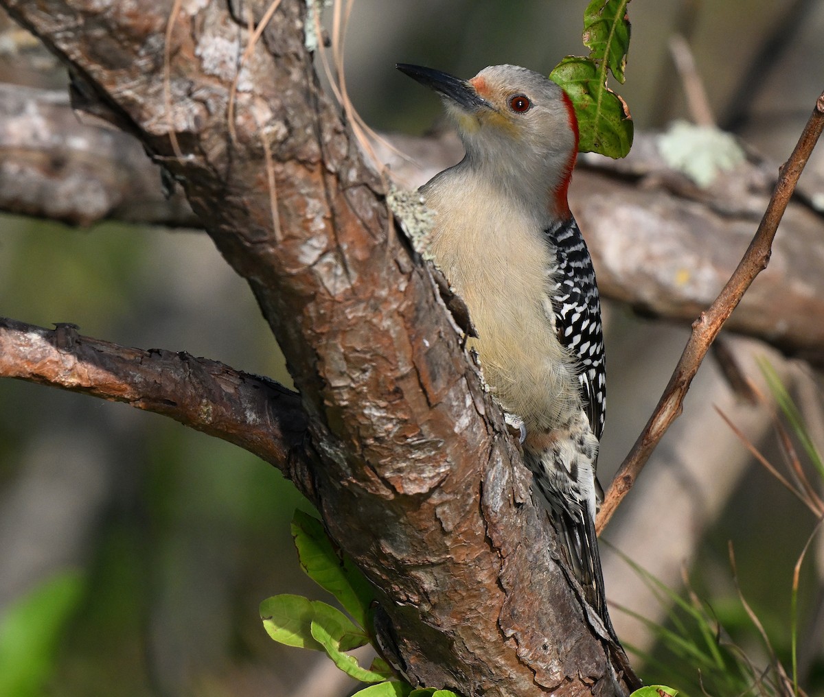 Red-bellied Woodpecker - ML642491456