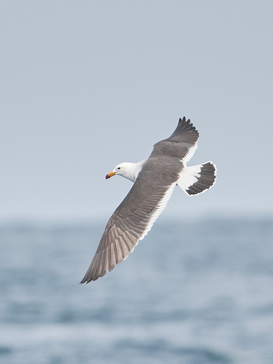 Belcher's Gull - ML642491458