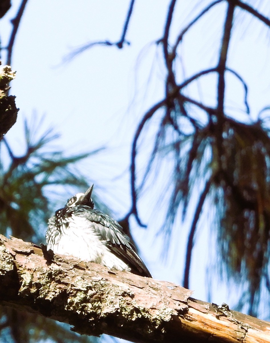 Acorn Woodpecker - ML642491484
