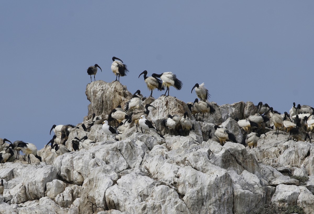 ibis posvátný - ML642491488