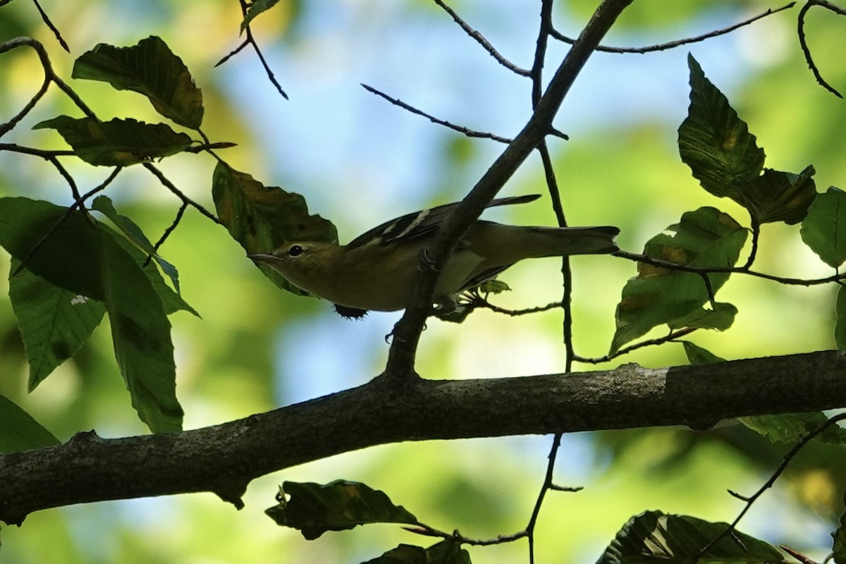 Bay-breasted Warbler - ML642491489