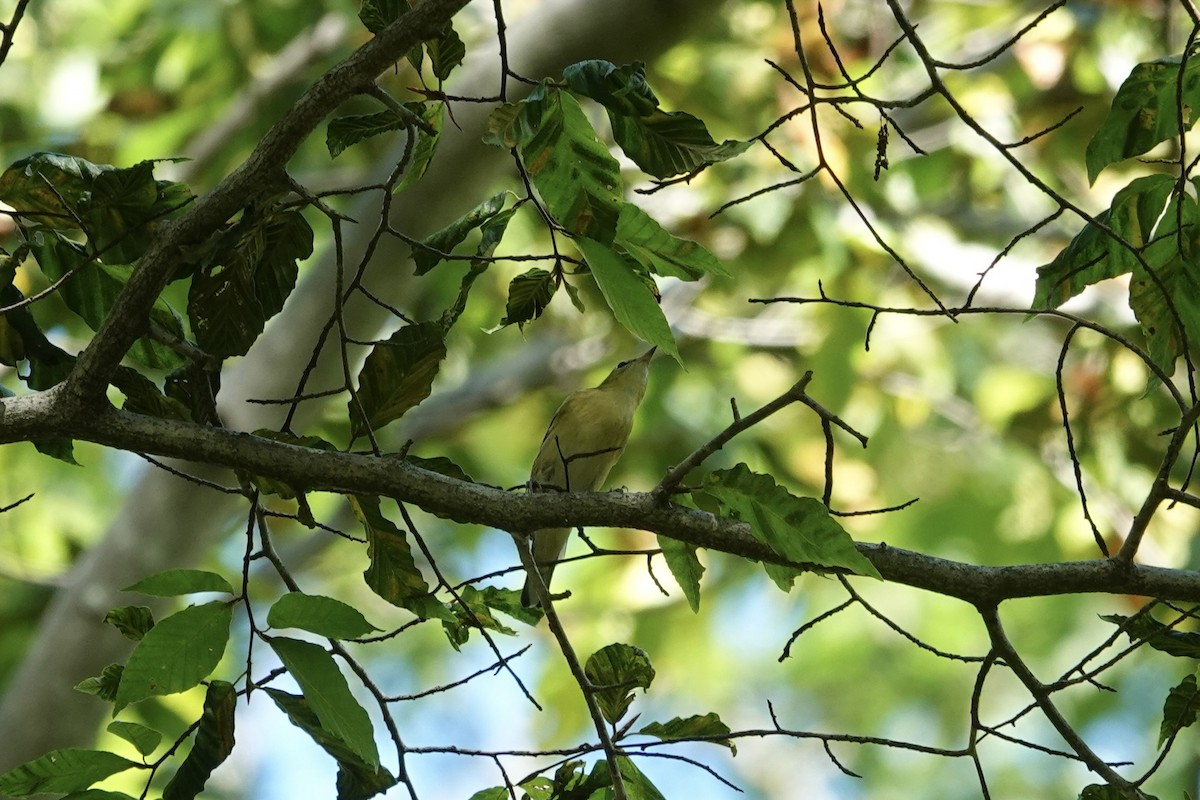 Bay-breasted Warbler - ML642491490