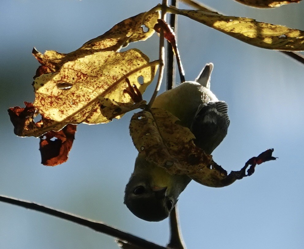 Northern Parula - ML642491515