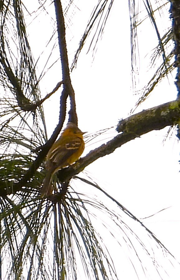 Tufted Flycatcher - ML642491518