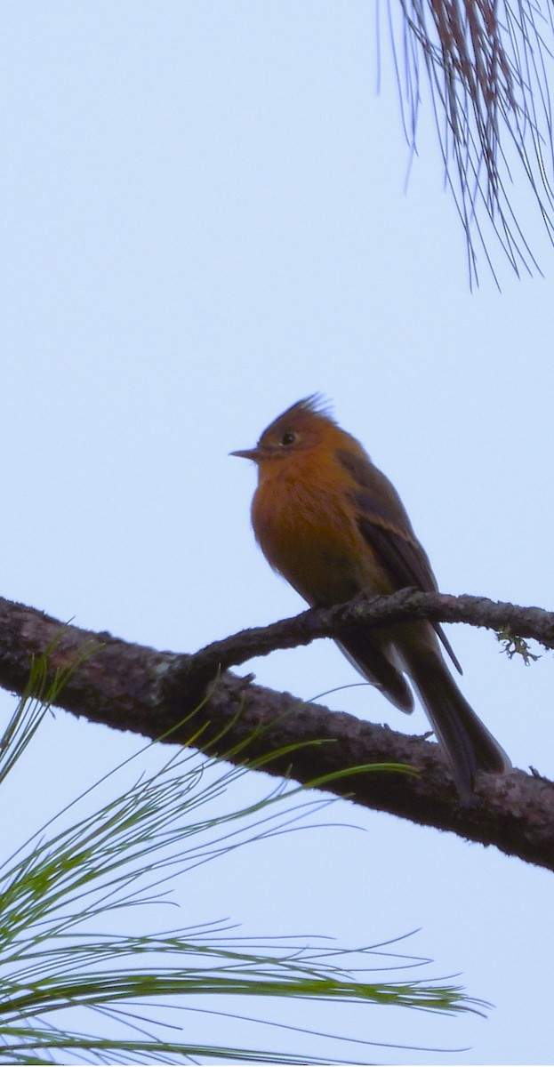 Tufted Flycatcher - ML642491519