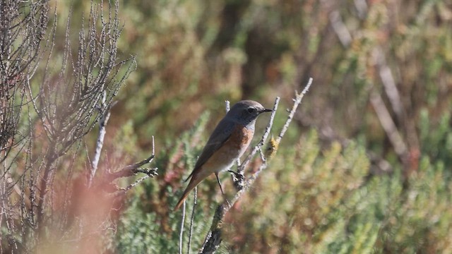 Common Redstart - ML642491532