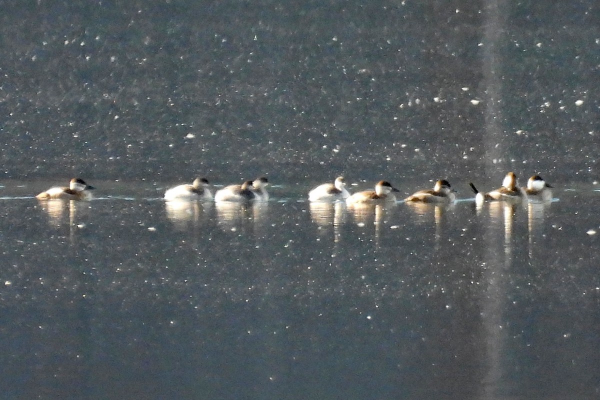 Ruddy Duck - ML642491534
