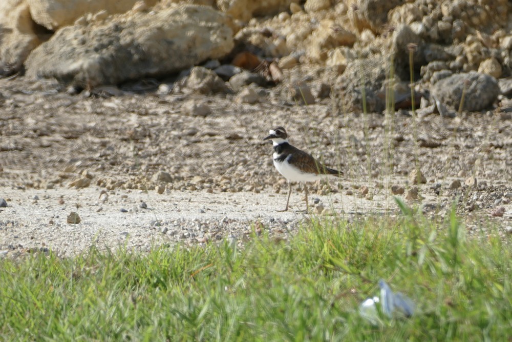 Killdeer - ML642491535