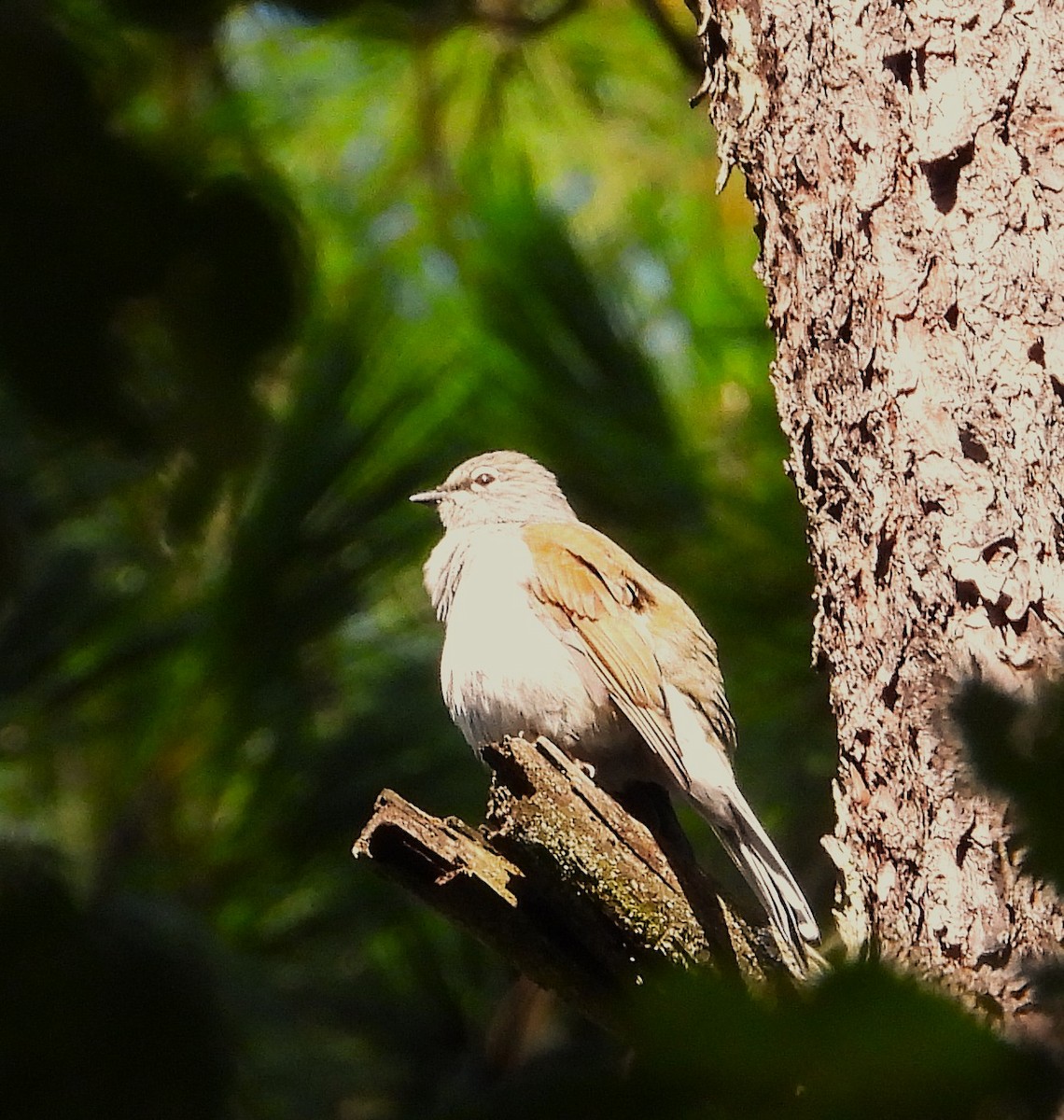 Brown-backed Solitaire - ML642491544