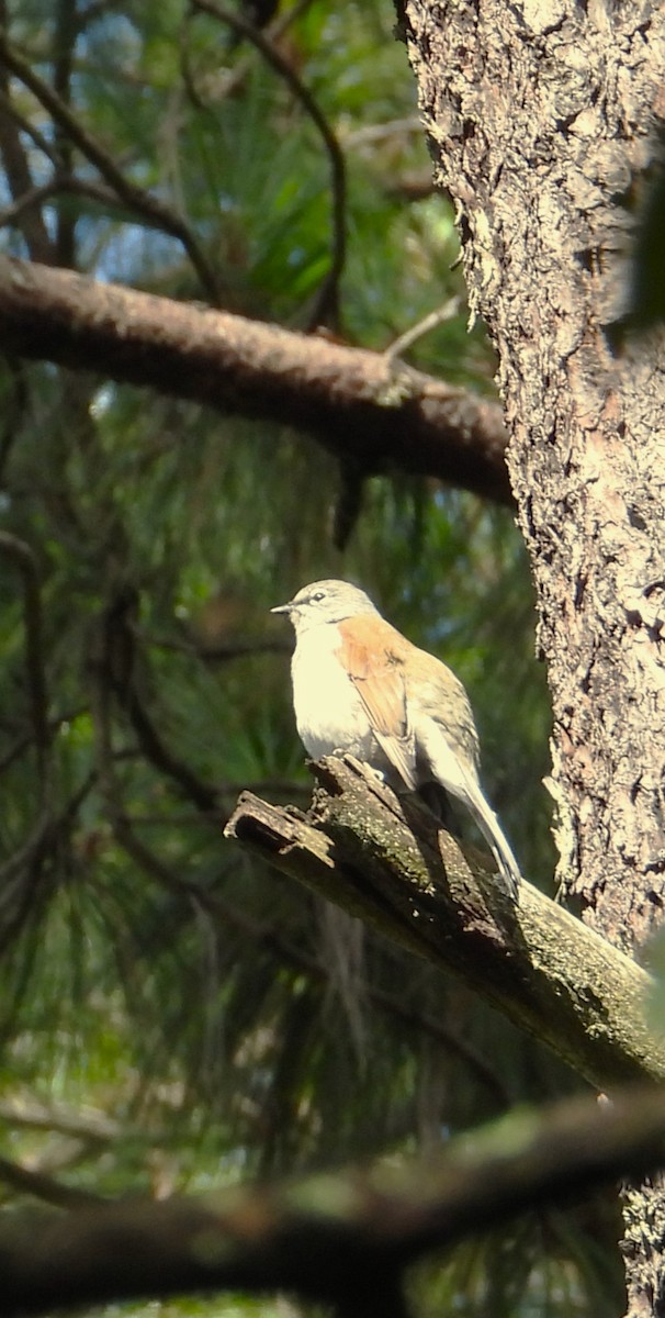 Brown-backed Solitaire - ML642491545