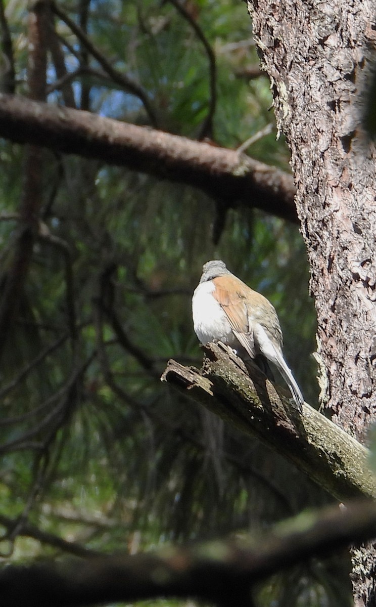 Brown-backed Solitaire - ML642491546