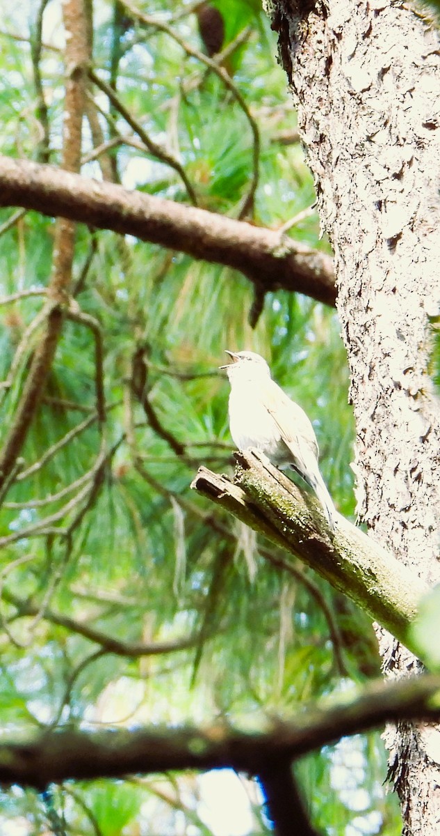 Brown-backed Solitaire - ML642491547