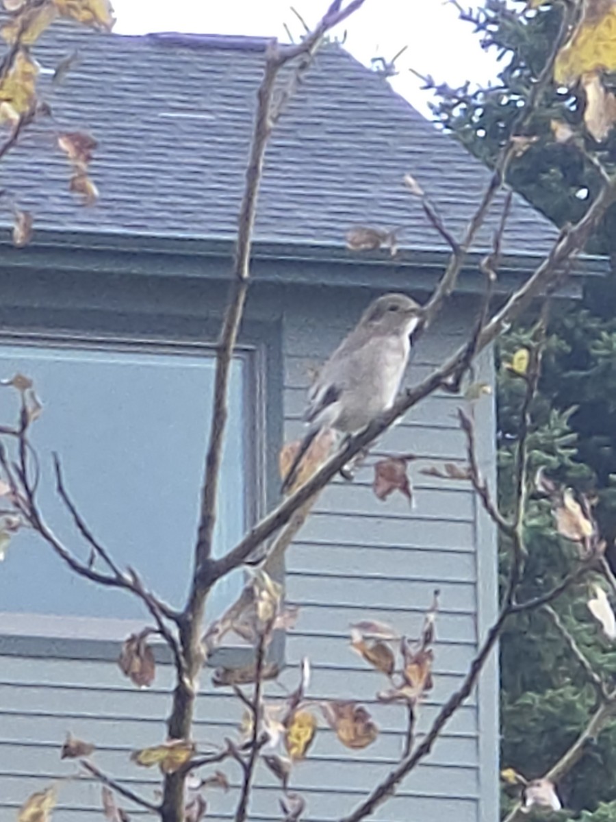 Northern Shrike - ML642491552