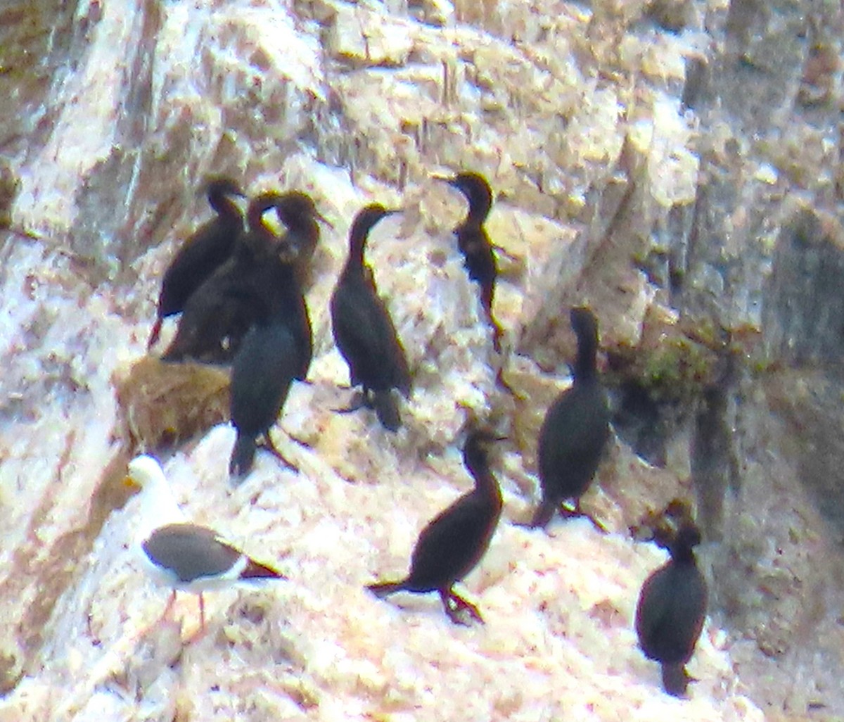 Brandt's Cormorant - ML642491558