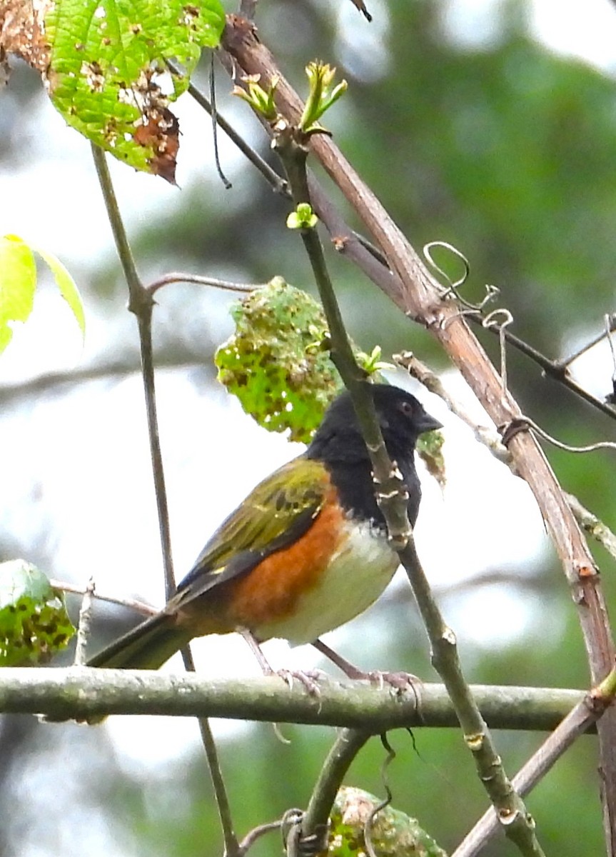 Spotted Towhee - ML642491563