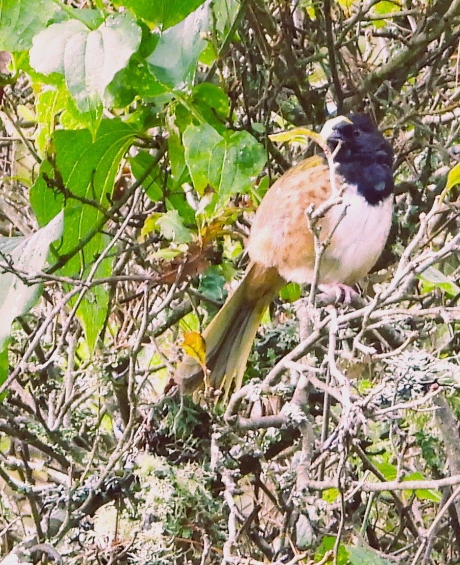 Spotted Towhee - ML642491564