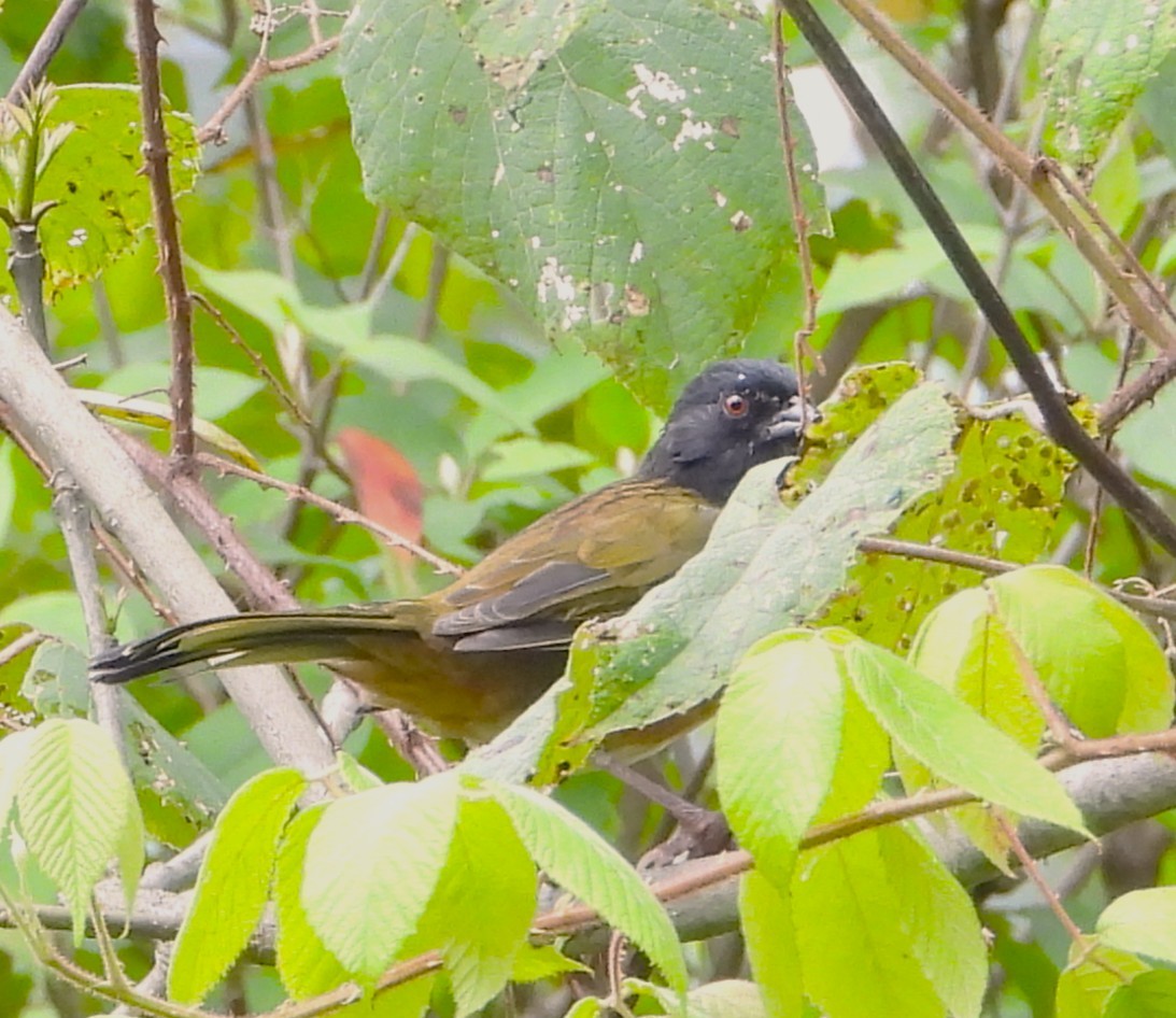 Spotted Towhee - ML642491565