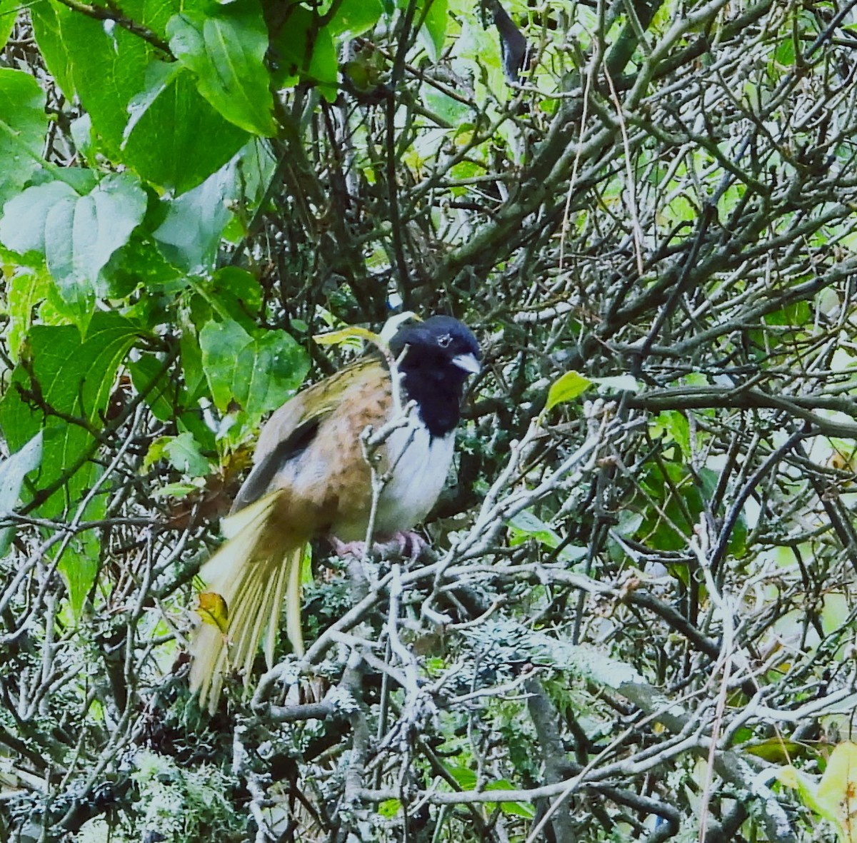 Spotted Towhee - ML642491567