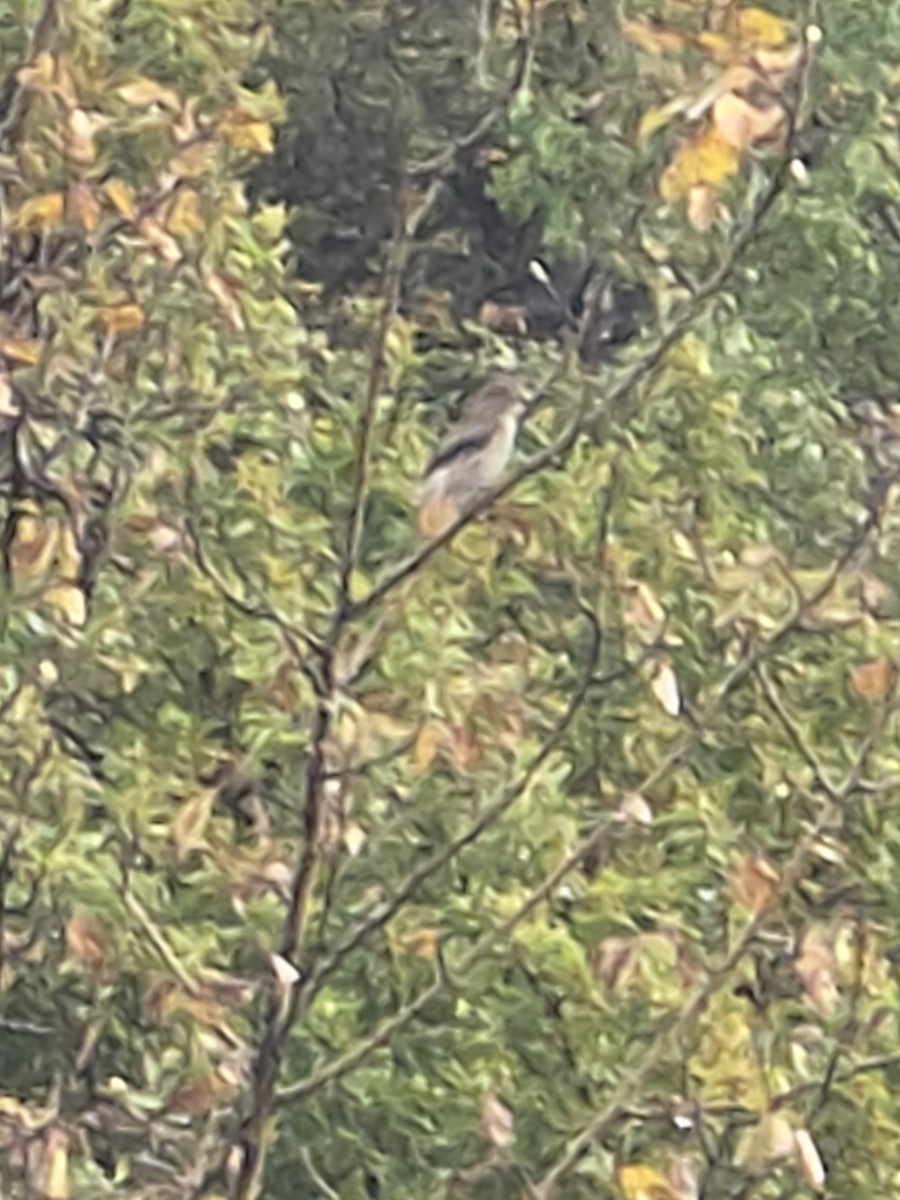 Northern Shrike - ML642491569