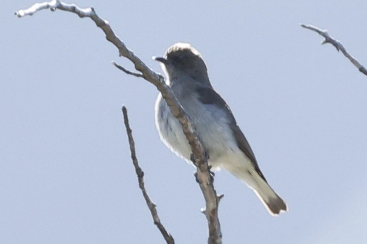 Brown-backed Honeybird - ML642491571