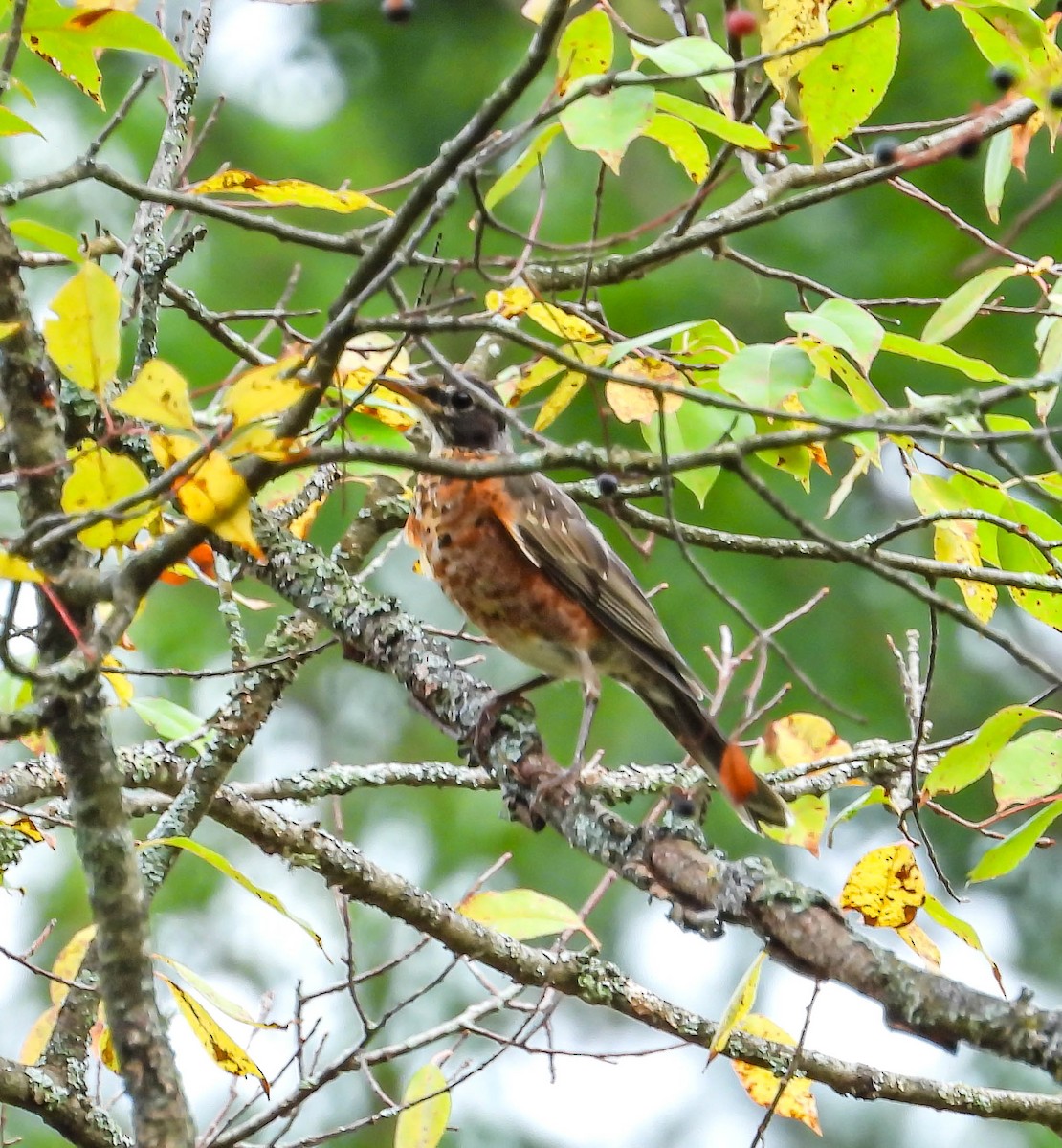 American Robin - ML642491575