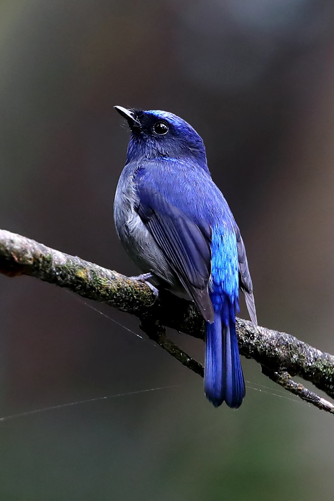 Small Niltava - ML642491581