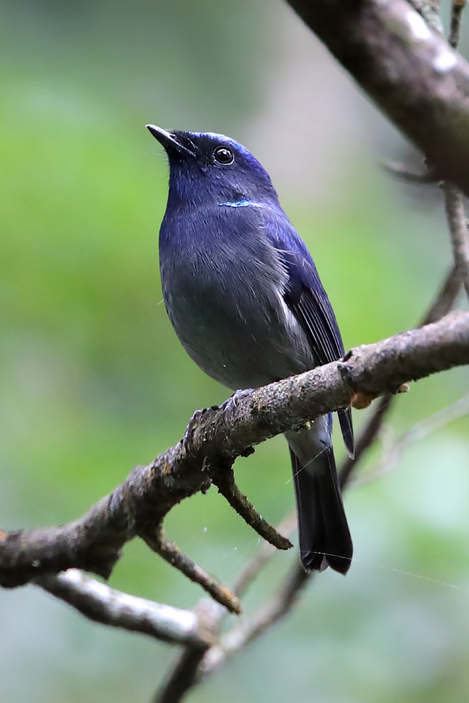 Small Niltava - ML642491582