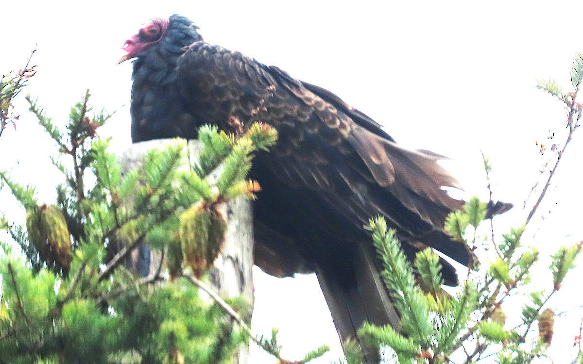 Turkey Vulture - ML642491583