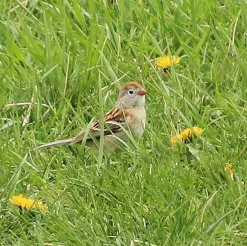 Field Sparrow - ML642491585