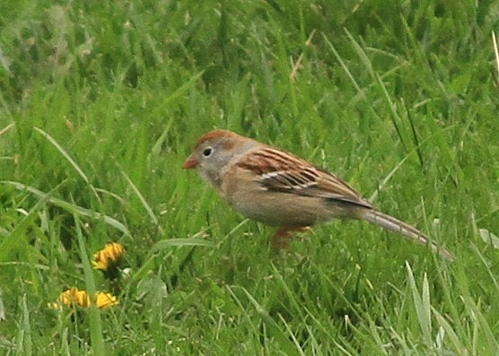 Field Sparrow - ML642491586
