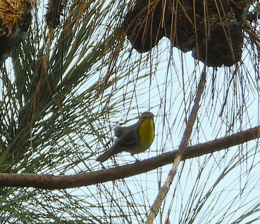 Grace's Warbler - ML642491592