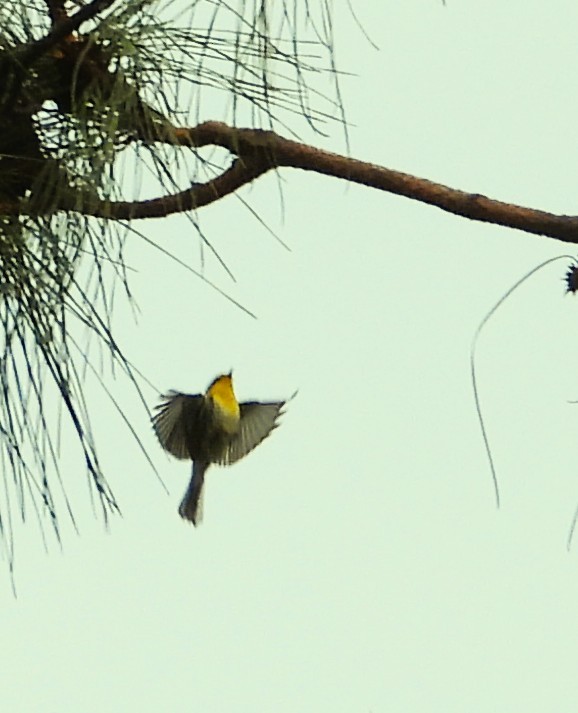Grace's Warbler - ML642491593
