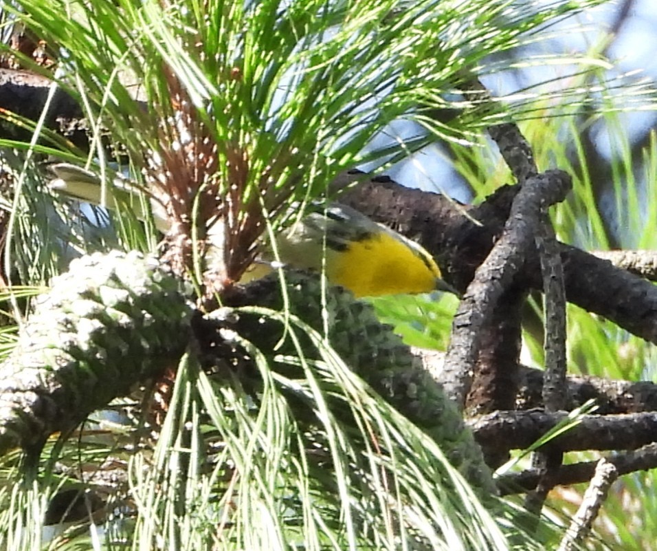 Grace's Warbler - ML642491594