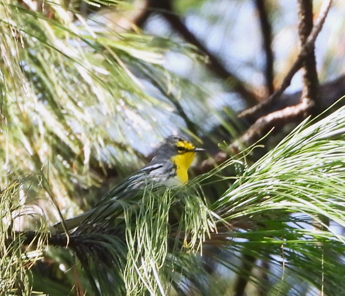 Grace's Warbler - ML642491596