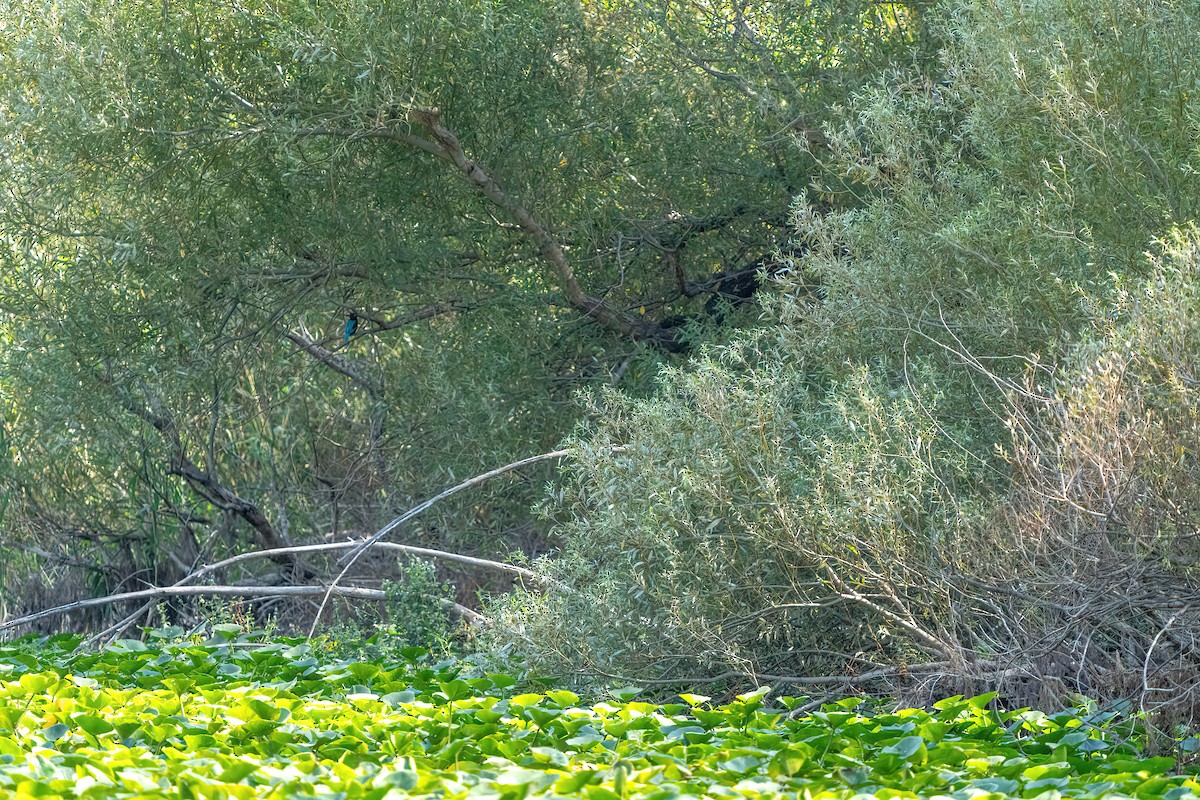 שלדג לבן-חזה - ML642491652