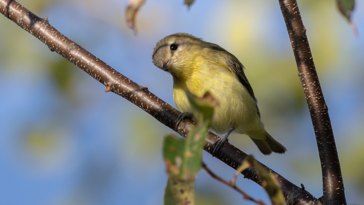 Philadelphia Vireo - ML642491681