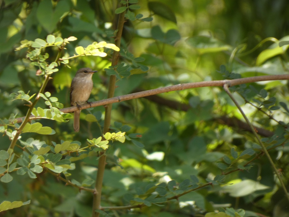 Pale Flycatcher - ML642491682