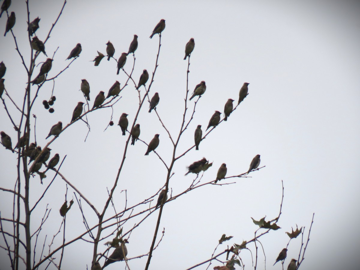 Cedar Waxwing - ML642491686
