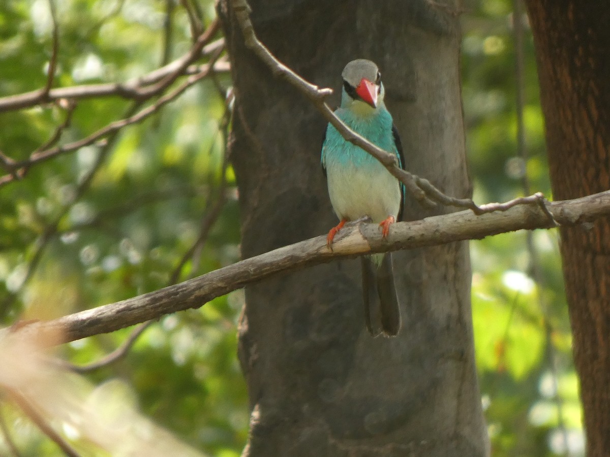 Martin-chasseur à poitrine bleue - ML642491747