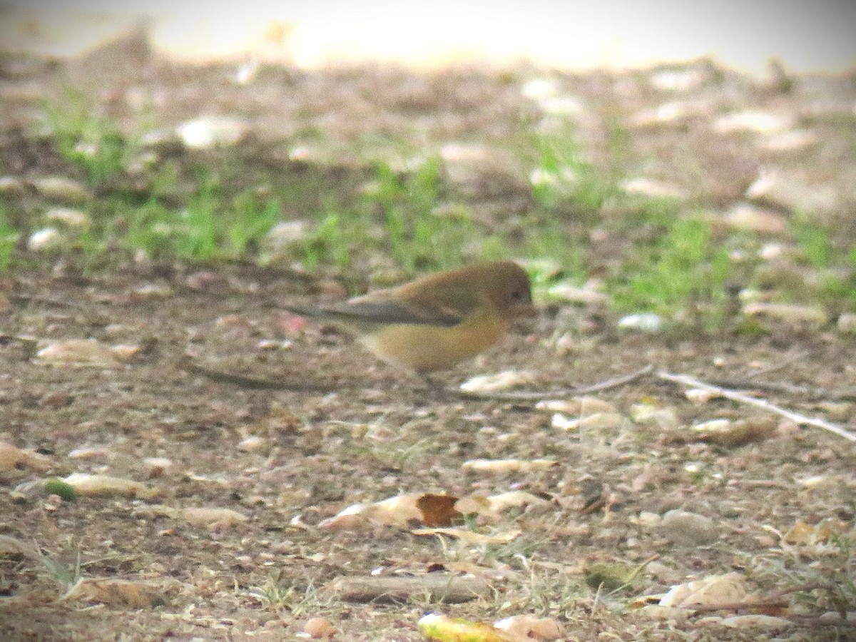 Passerin azuré - ML642491748