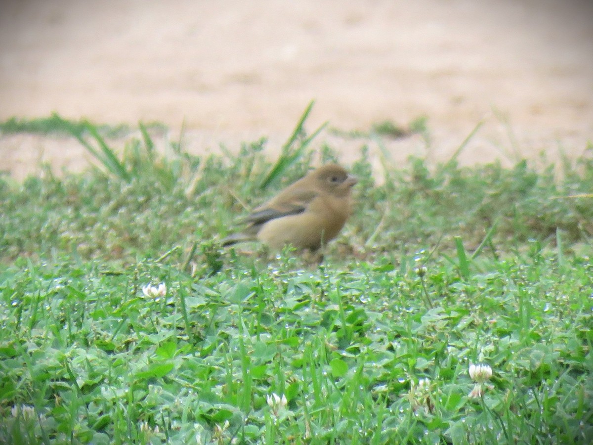 Passerin azuré - ML642491753