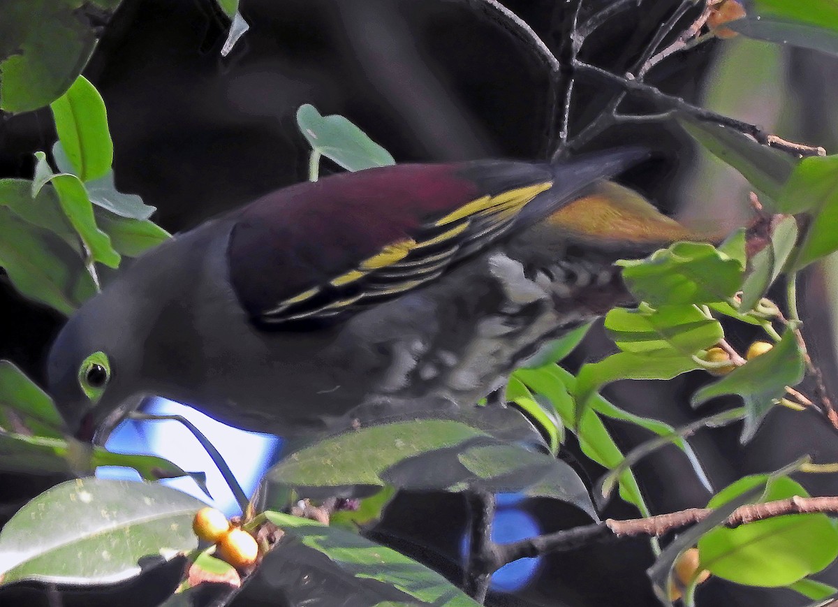 Thick-billed Green-Pigeon - ML642491761