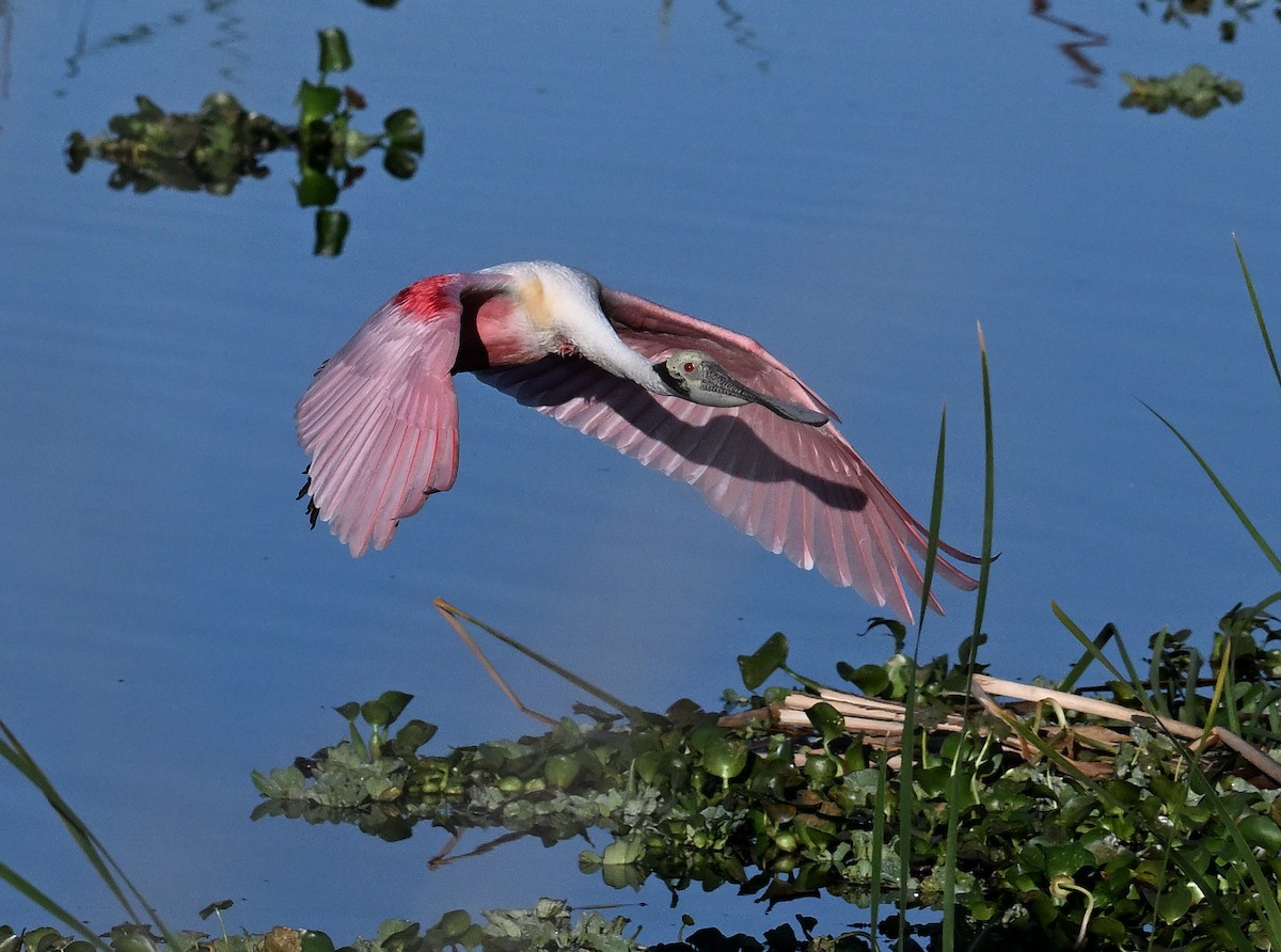 Roseate Spoonbill - ML642491780