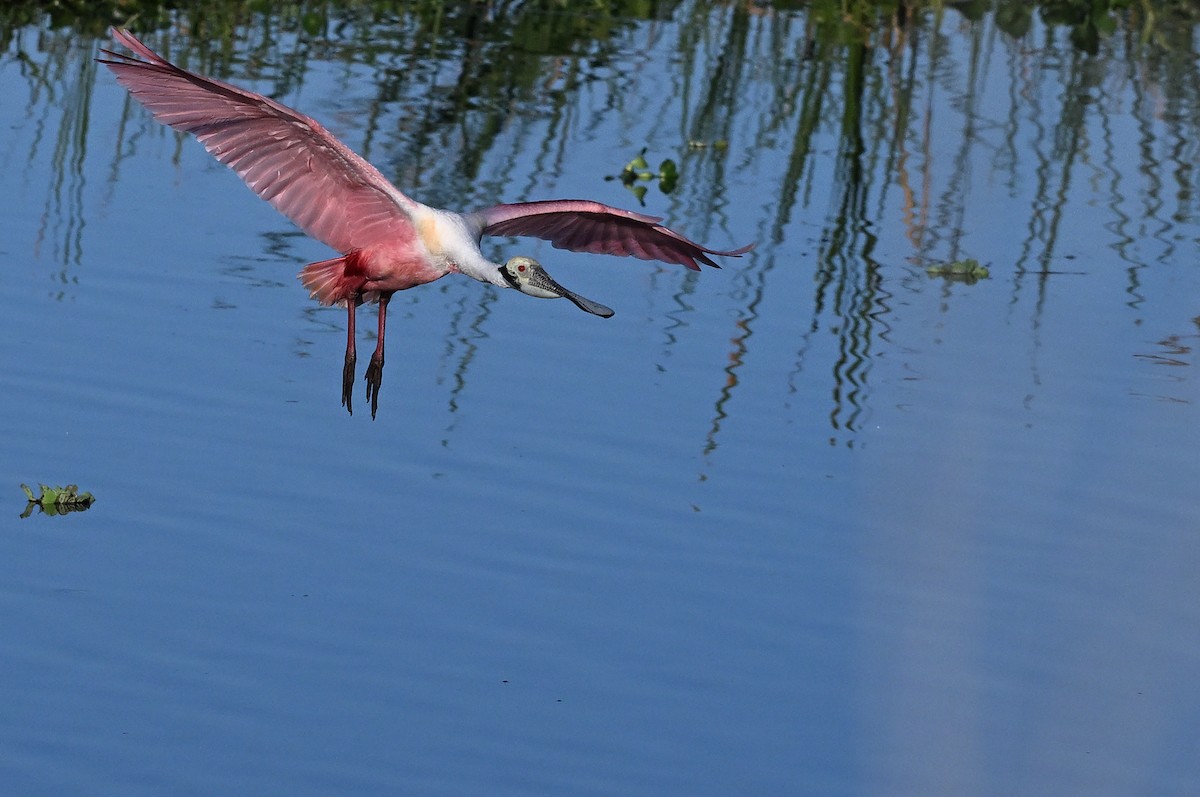 Roseate Spoonbill - ML642491782