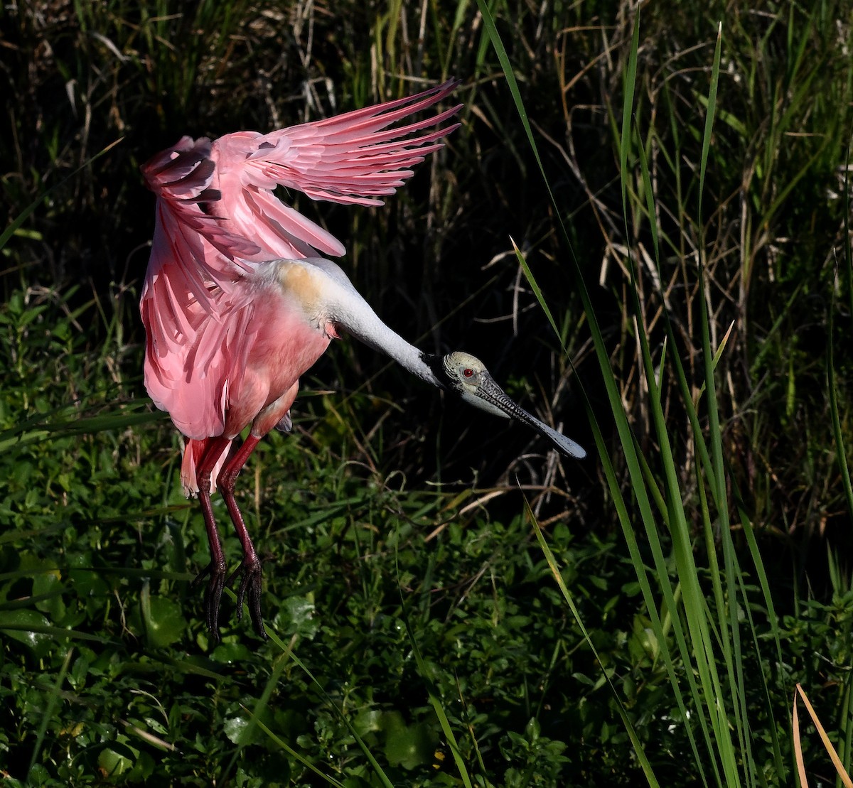 Roseate Spoonbill - ML642491784