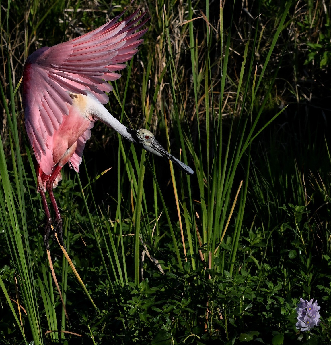 Roseate Spoonbill - ML642491785