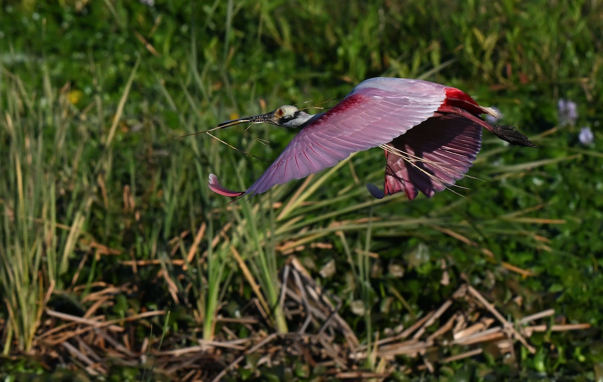 Roseate Spoonbill - ML642491786