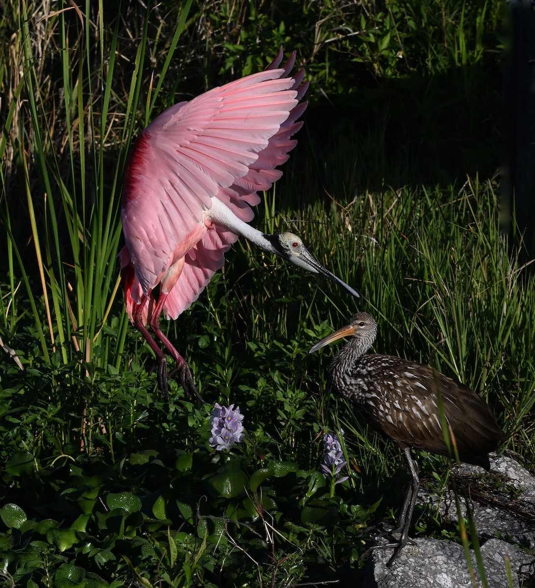 Roseate Spoonbill - ML642491787